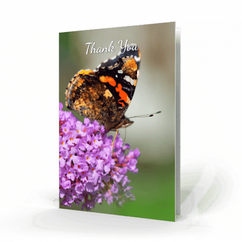 Butterfly on the pink flowers Acknowledgment Card